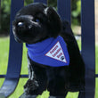 Load image into Gallery viewer, Plush Puppy - Labrador Retriever